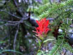 Indian Paintbrush