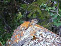 Chipmunk