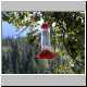 Kolibris am Mt. Robson