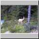 ein Wapiti