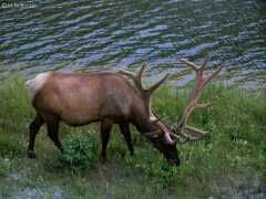 Hirsch