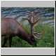 Wapiti