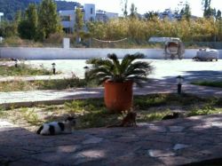 Katzen